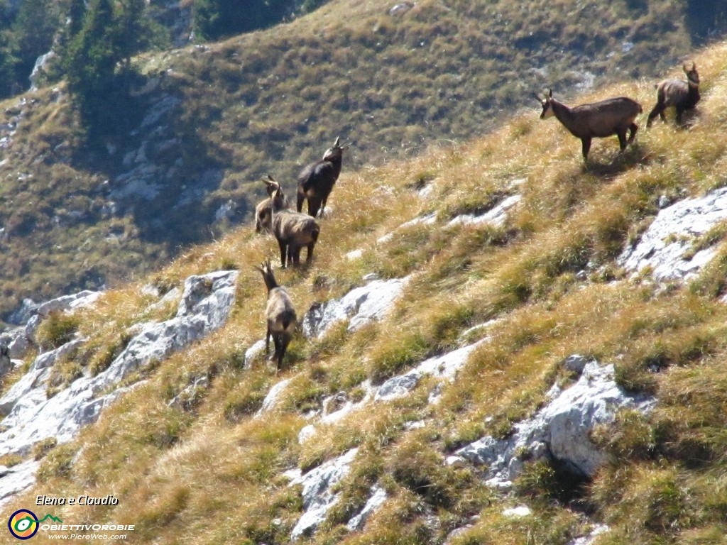 22 Un branco di camosci.JPG